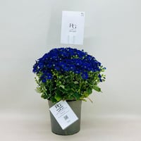 7953 - صورة 1