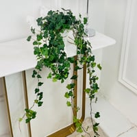 hedera Plant No.17918 - Image 1