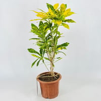 5597 - صورة 2