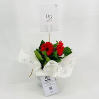 Red gerbera plant No.9543-474 - Image 2