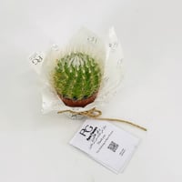 Cactus No.9607-551 - Image 2