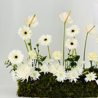 12952 - صورة 5