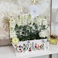 15919 - Image 2