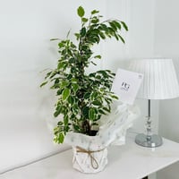 نبات بنجاميني رقم.9579 - صورة 1