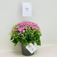 7955 - Image 3
