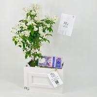 12466 - Image 2