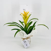 Guzmania No.9572-630 - Image 3