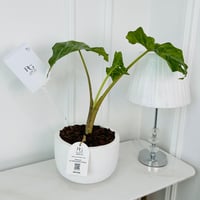 Alocasia Plant No.18015 - Image 2