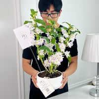 Dendrobium Plant No.16693 - Image 2