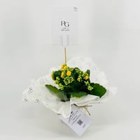 نبات الكلانشو اصفر رقم.9556 - صورة 1
