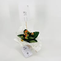 نبات الكلانشو اورنج رقم.9554 - صورة 3