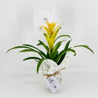 Guzmania No.9572-630 - Image 1