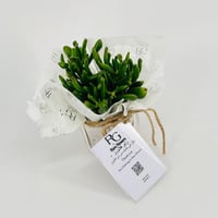 Crassula No.9599 - Image 2