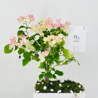 12456 - Image 4