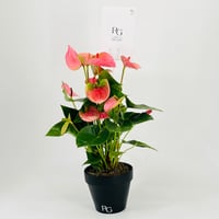 نبات انتوريوم رقم.9814-551 - صورة 3
