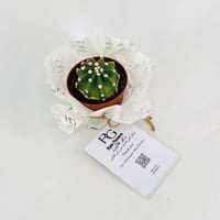 نبات الصبار رقم.9606 - صورة 2