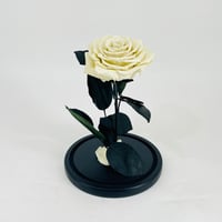 11276 - Image 3