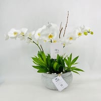 4468 - صورة 1