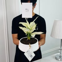 AGLAONEMA white Plant 35cm No.16719 - Image 2