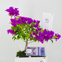 12454 - Image 4