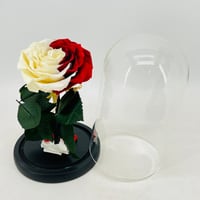 6575-173 - صورة 3