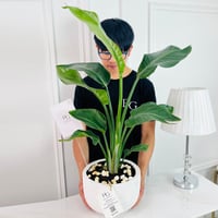 نبات فيلوديندرون رقم.16762 - صورة 2