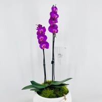 فازة نبات الاوركيد رقم.15336 - صورة 3