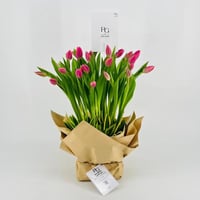 9250-298 - صورة 1