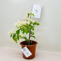 8062 - صورة 2