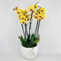 فازة نبات الاوركيد رقم.15380 - صورة 3