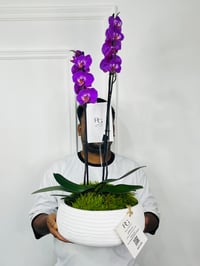 فازة نبات الاوركيد رقم.15336 - صورة 4