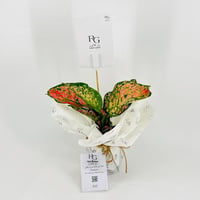 Aglaonema No.9570 - Image 3