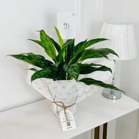 calathea Plant No.17890 - Image 1