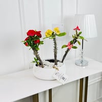 النباتات رقم.16426 - صورة 2