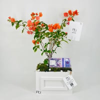 12458 - Image 1