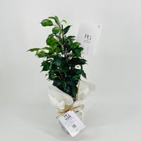 Ficus Benjamina No.9580 - Image 3