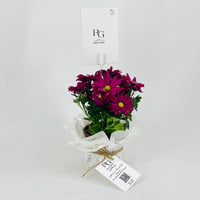 chrysanthemum purple No.9550 - Image 2