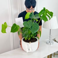 Monstera deliciosa Plant No.16776 - Image 2