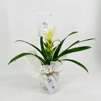 نبات الجوزمانيا رقم.9571 - صورة 2