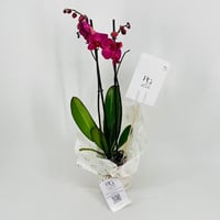 نبات الاوركيد البفسجي رقم.9595 - صورة 3