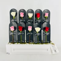 13958 - صورة 1