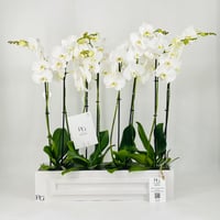 12359-714 - صورة 1
