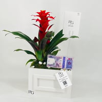12438 - Image 2