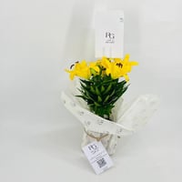 نبات اليلي اصفر رقم.9583 - صورة 1