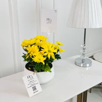 Chrysanth Mix Plant No.16744 - Image 1