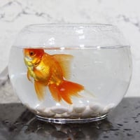 Zina fish tank with golden fish 04 - Image 1