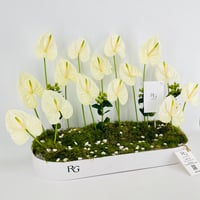 15433 - صورة 2