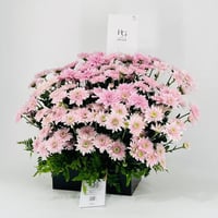 8589-737 - صورة 2