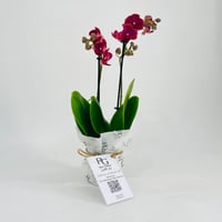 Orchid plant No.11319 - Image 3