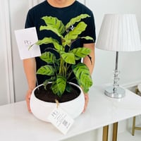 نبات كالاتيا مقاس 12 سم، ارتفاع 40 سم رقم.16780 - صورة 2